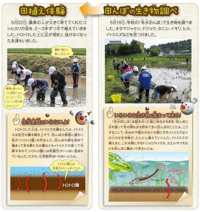 田んぼの生き物調べ→田植え体験