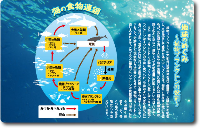 地球のめぐみ～植物プランクトンの役割～